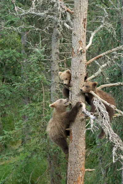 三个阿拉斯加棕熊幼崽 — 图库照片