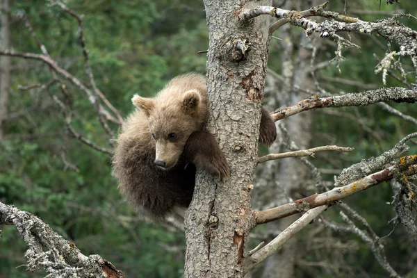 Filhote de urso marrom bonito do Alasca — Fotografia de Stock
