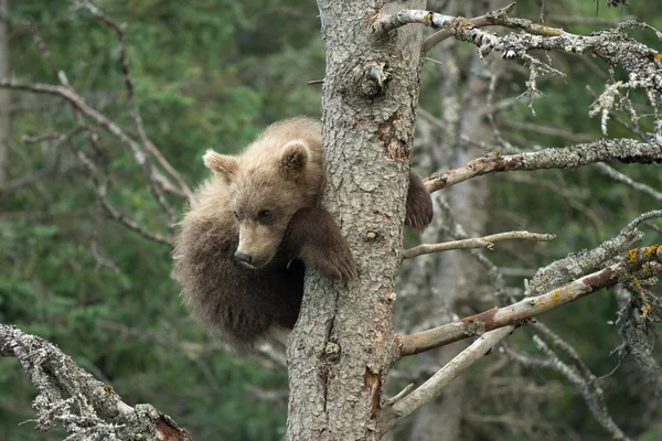 Filhote de urso marrom bonito do Alasca — Fotografia de Stock