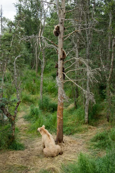 브라운 베어 뿌리와 새끼 — 스톡 사진