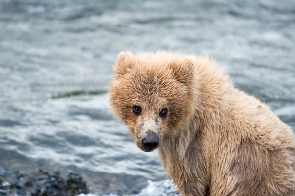 Αλάσκα καφέ αρκούδα cub — Φωτογραφία Αρχείου