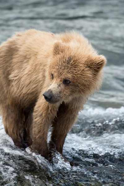 Alaskan brunbjörn cub — Stockfoto