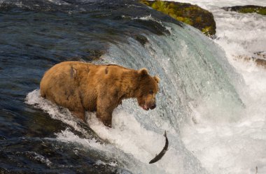Somon için Alaska boz ayı balıkçılık
