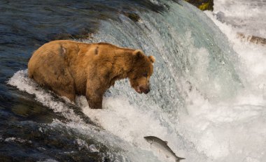 Somon için Alaska boz ayı balıkçılık