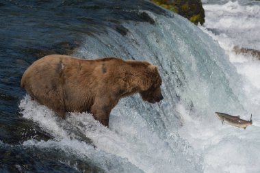Alaska boz ayı somon balığı yakalamaya çalışırken