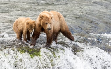 Alaskan brown bear sow and cub clipart