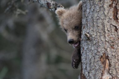 Alaska boz ayı yavrusu