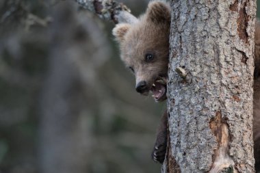 Alaska boz ayı yavrusu