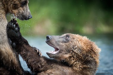İki Alaska kahverengi ayı mücadele