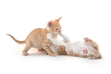 oynayan iki şirin yavru kedi