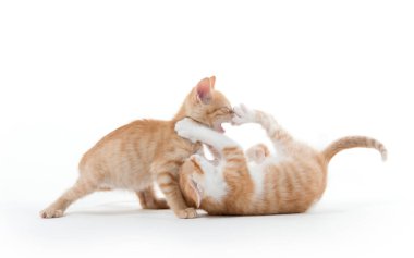 oynayan iki şirin yavru kedi