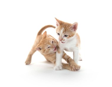 oynayan iki şirin yavru kedi