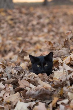 sonbahar yaprakları siyah kedi
