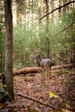 Large white-tailed deer buck in woods clipart