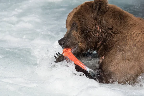 Alaska boz ayı somon yeme — Stok fotoğraf