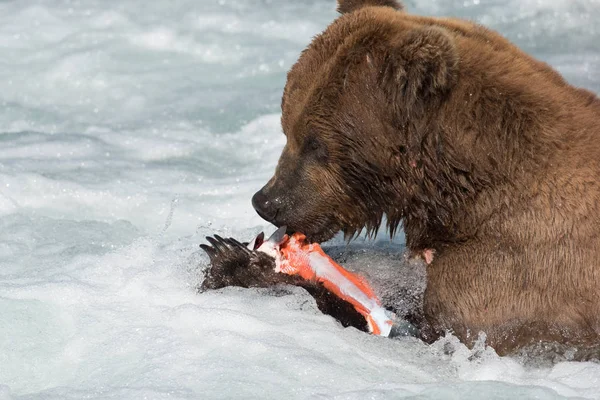 Alaskan brown bear eating salmon