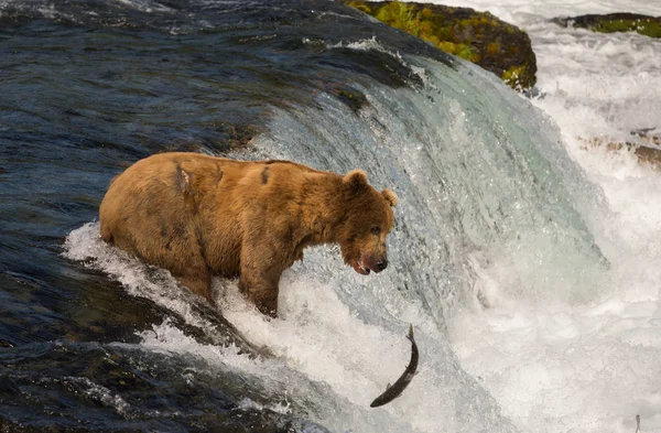サケのためのアラスカのヒグマ釣り — ストック写真
