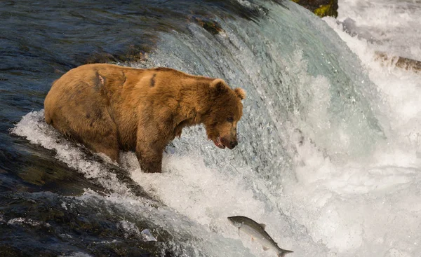 Аляскинский бурый медведь ловит лосося — стоковое фото