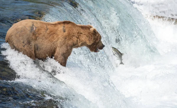 Urso castanho do Alasca a tentar apanhar salmão — Fotografia de Stock