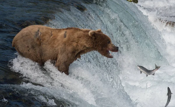 Urso castanho do Alasca a tentar apanhar salmão — Fotografia de Stock