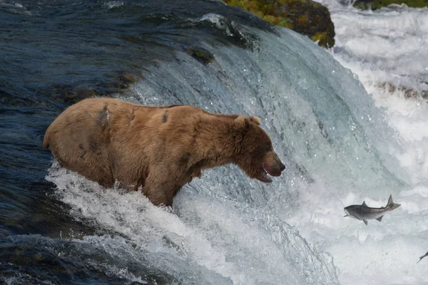 Oso pardo de Alaska intentando atrapar salmón — Foto de Stock