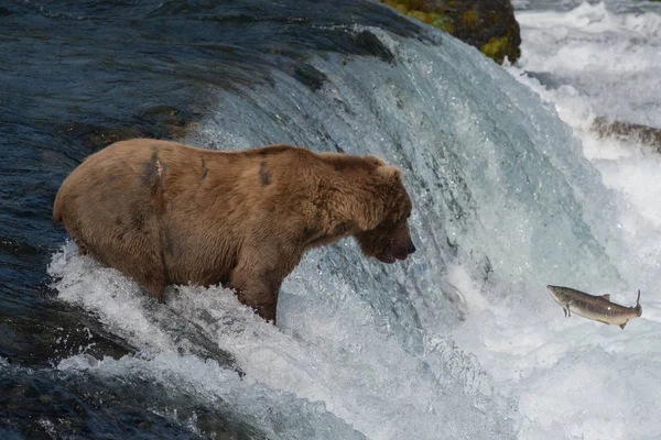 Alaskan brown bear attempting to catch salmon — Stock Photo, Image