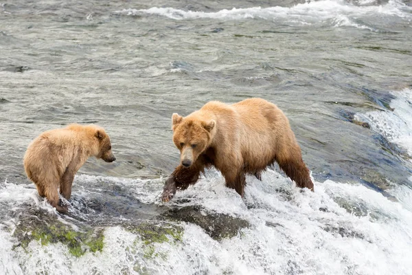 阿拉斯加棕熊母猪和幼崽 — 图库照片