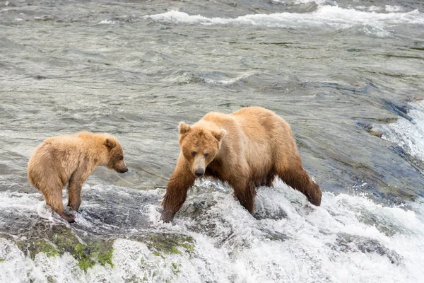 Scambina e cucciolo d'orso bruno dell'Alaska — Foto Stock