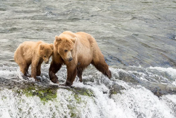 Alaskan oso marrón cerda y cachorro —  Fotos de Stock
