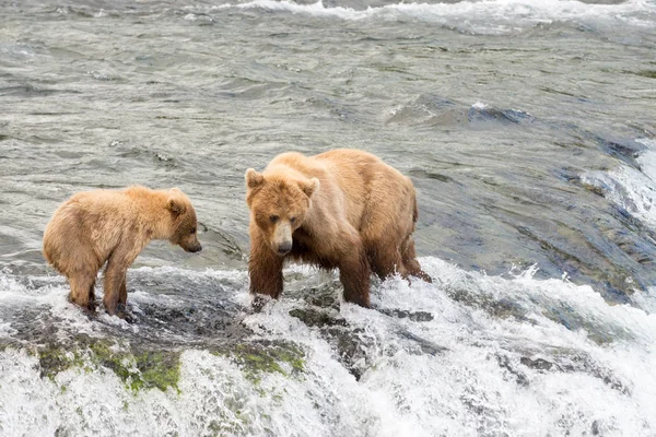 Alaskan brown bear sow and cub — Stock Photo, Image