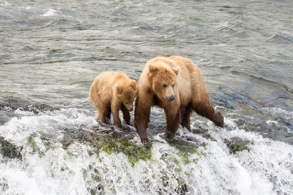 Alaskan brunbjörn sugga och cub — Stockfoto