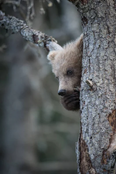 Alaska boz ayı yavrusu — Stok fotoğraf