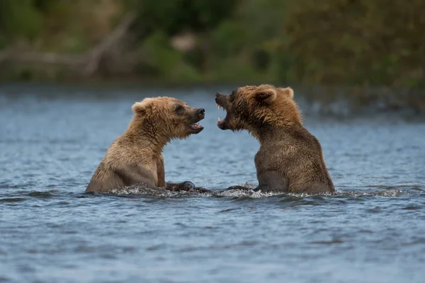Twee Alaskan bruine beren spelen — Stockfoto