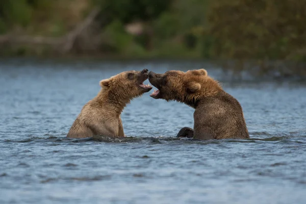 Dois ursos castanhos do Alasca a jogar — Fotografia de Stock