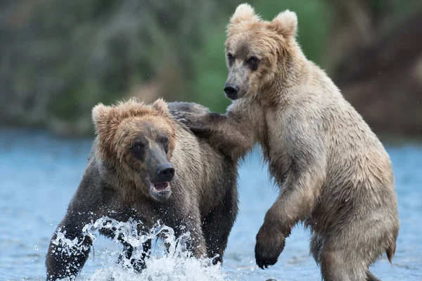 Dos osos pardos de Alaska jugando — Foto de Stock