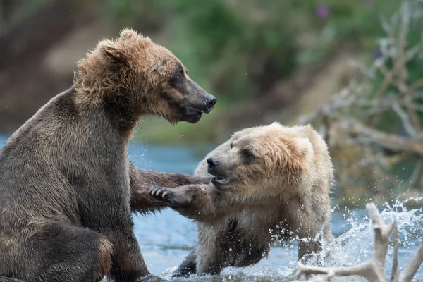 Dos osos pardos de Alaska jugando — Foto de Stock