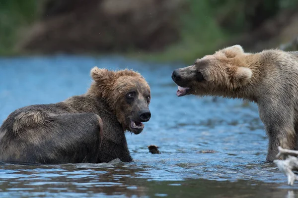 Deux ours bruns de l'Alaska jouant — Photo
