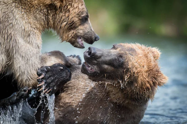 Zwei alaskan braune bären im kampf — Stockfoto