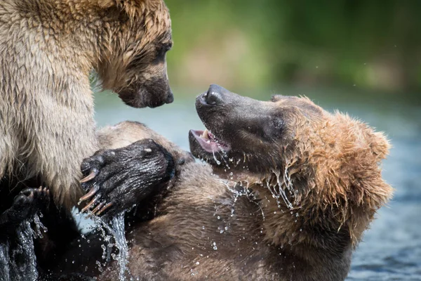 Dos osos pardos de Alaska peleando — Foto de Stock