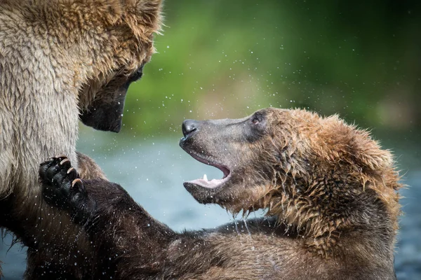 Dos osos pardos de Alaska peleando — Foto de Stock