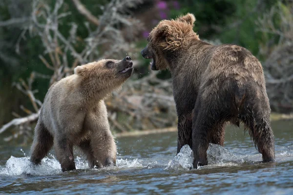 Two Alaskan brown bears fighting — Stock Photo, Image