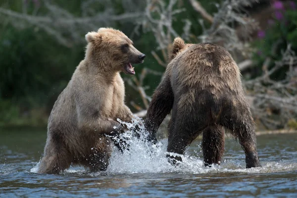 2 アラスカのヒグマとの戦い — ストック写真