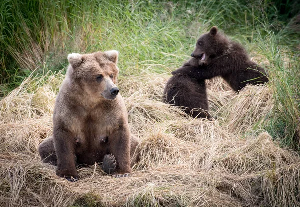 Αλάσκα καφέ αρκούδα γουρούνα με cubs — Φωτογραφία Αρχείου