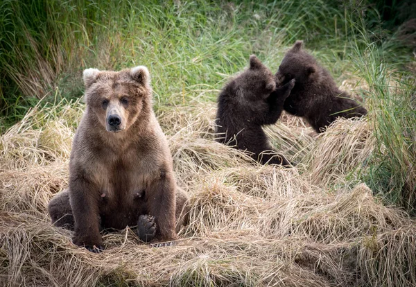 Αλάσκα καφέ αρκούδα γουρούνα με cubs — Φωτογραφία Αρχείου