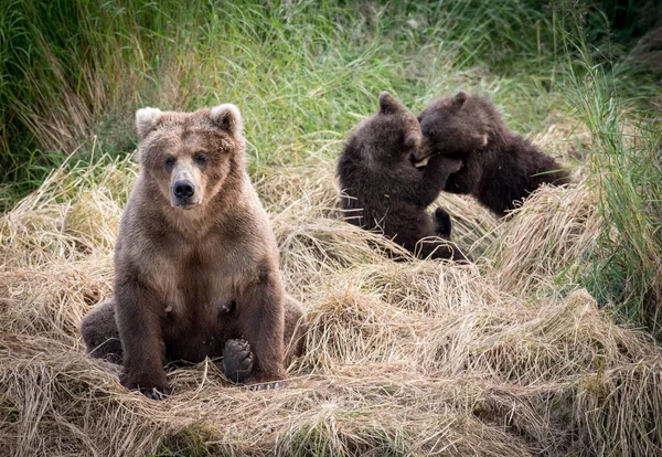 Alaskan brunbjörn sugga med ungar — Stockfoto