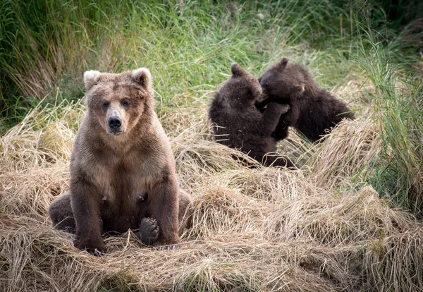 アラスカヒグマのカブスと種をまく — ストック写真