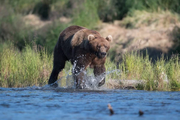 Large Alaskan brown bear — Stock Photo, Image