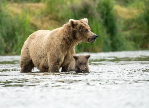 Alaskan oso marrón cerda y cachorro —  Fotos de Stock