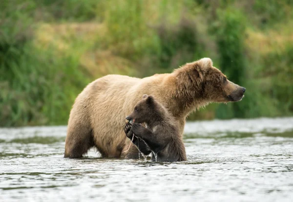 Aljašský medvěd hnědý svině a mládě — Stock fotografie