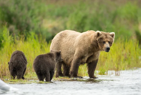 Alasca porca urso marrom e filhote — Fotografia de Stock